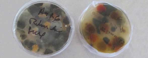 mold growing inside of a petri dish